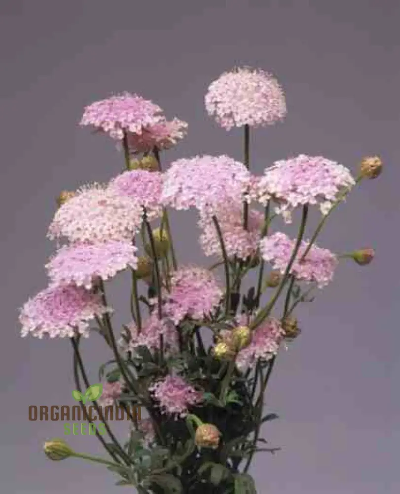 Didiscus caerulea Lacy Pink Flower Seeds, Cultivating Elegant Beauty in Your Garden with Expert Seed Planting and Gardening Techniques" - Image 4