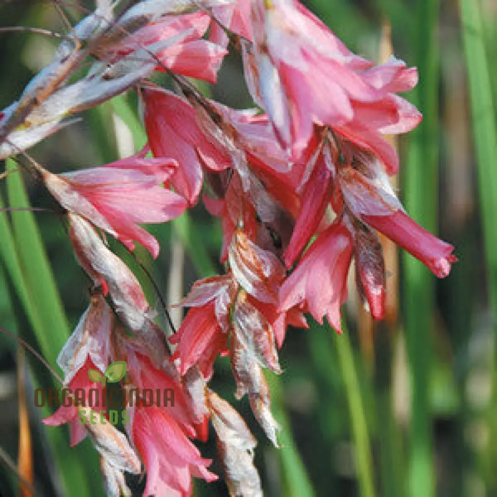 Dierama Ambiguum Flower Seeds For Planting, Graceful Additions to Your Garden's Landscape