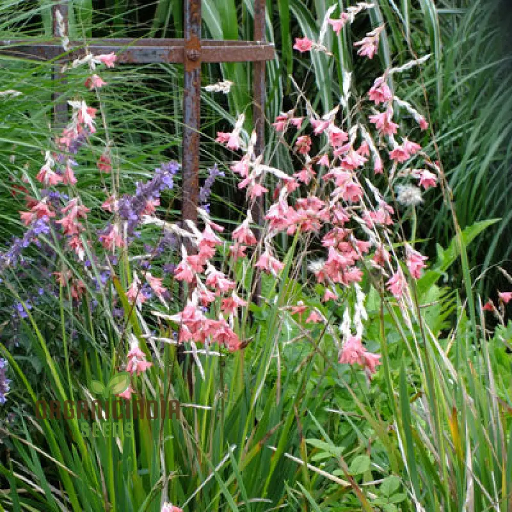 Dierama Ambiguum Flower Seeds For Planting, Graceful Additions to Your Garden's Landscape - Image 3