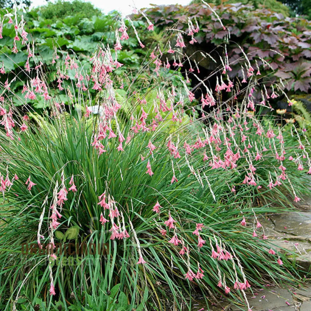 Dierama Ambiguum Flower Seeds For Planting, Graceful Additions to Your Garden's Landscape - Image 4
