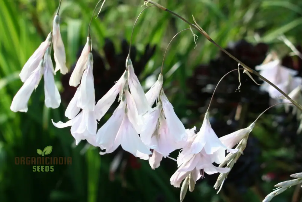 Dierama Argyreum Flower Seeds For Planting, Elegant Blooms to Enrich Your Garden