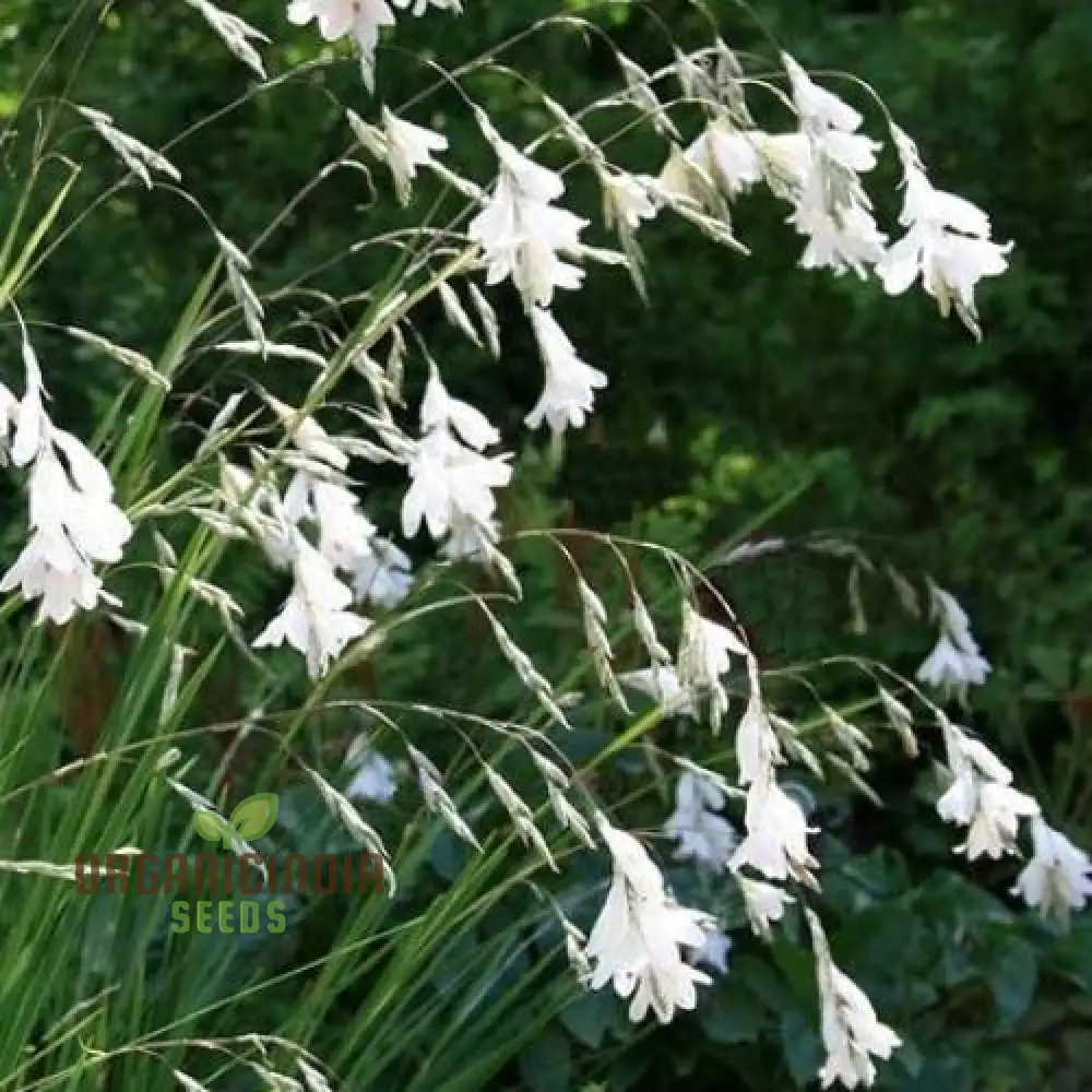 Dierama Argyreum Flower Seeds For Planting, Elegant Blooms to Enrich Your Garden - Image 3