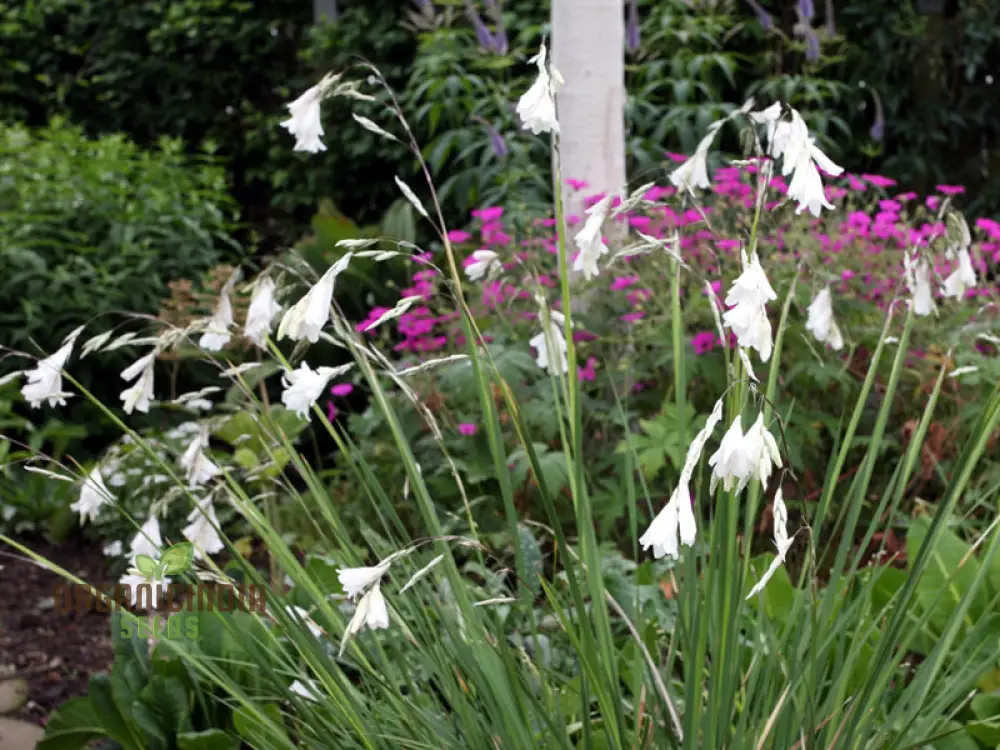 Dierama Argyreum Flower Seeds For Planting, Elegant Blooms to Enrich Your Garden - Image 4