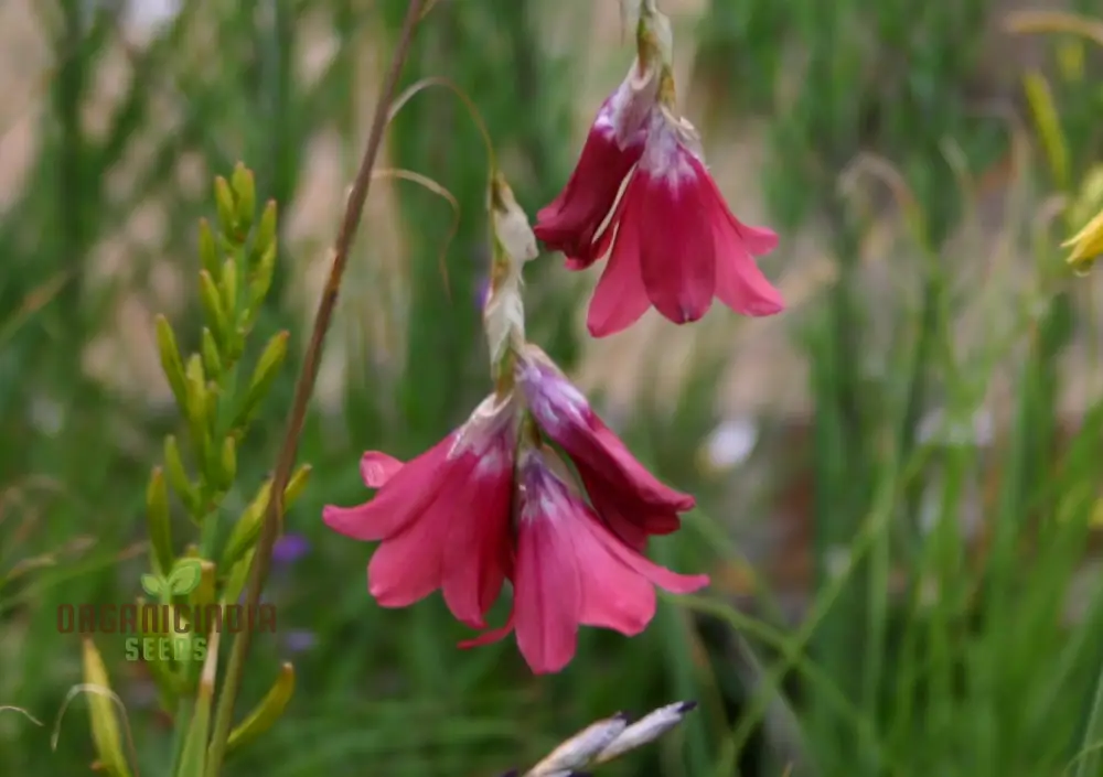 Dierama Barr Hybrids (Pulcherrimum) Flower Seeds For Planting Beautiful and Graceful Additions to Your Garden