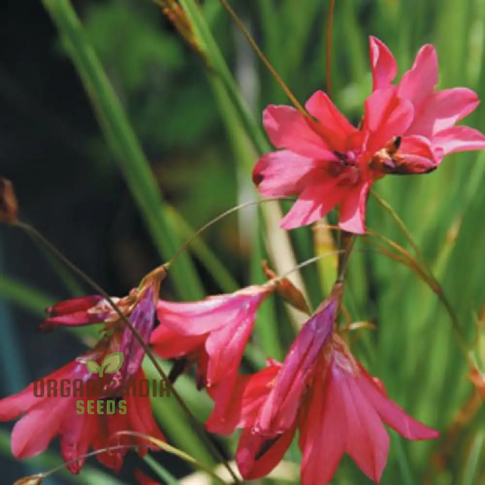 Dierama Barr Hybrids (Pulcherrimum) Flower Seeds For Planting Beautiful and Graceful Additions to Your Garden - Image 3