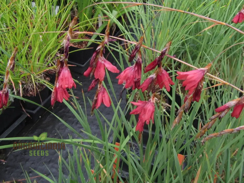 Dierama Barr Hybrids (Pulcherrimum) Flower Seeds For Planting Beautiful and Graceful Additions to Your Garden - Image 4