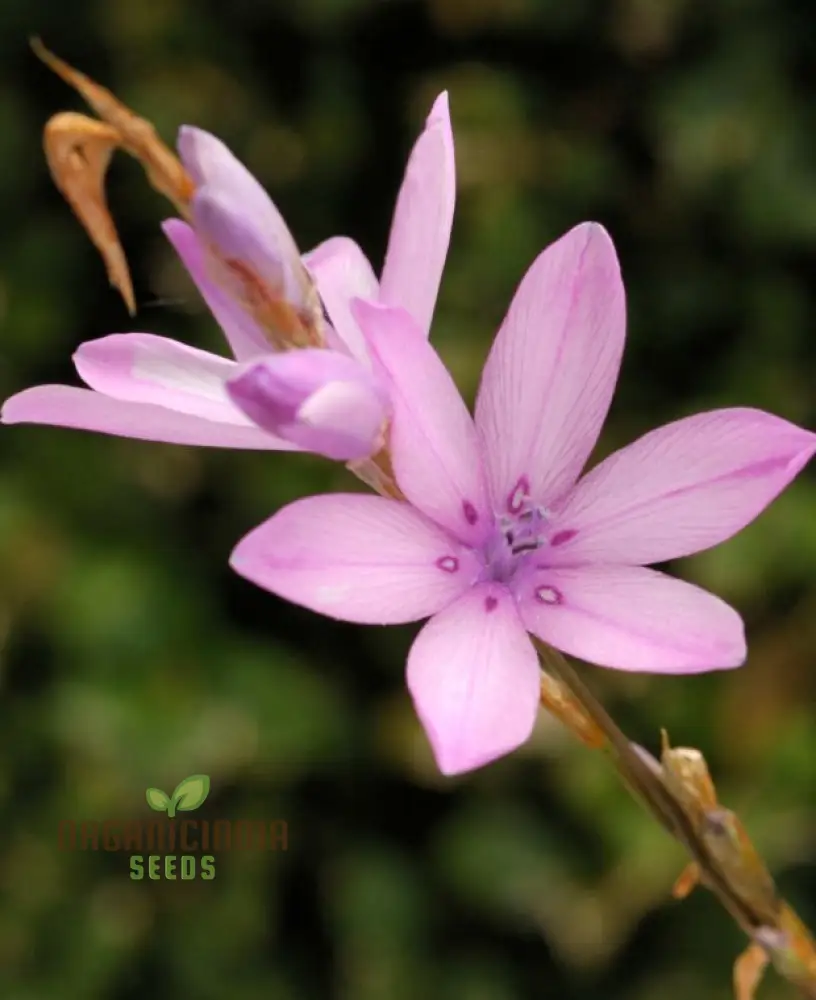 Dierama Erectum Flower Seeds for Planting, Add Sparkle and Elegance to Your Garden