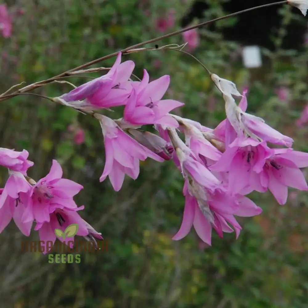 Dierama Erectum Flower Seeds for Planting, Add Sparkle and Elegance to Your Garden - Image 3