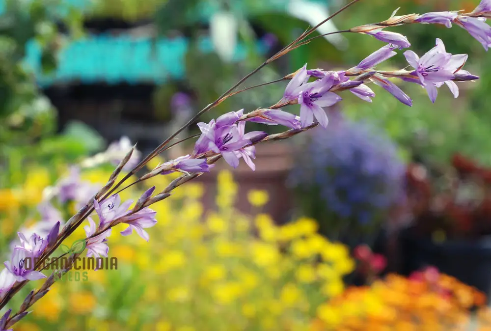 Dierama Erectum Flower Seeds for Planting, Add Sparkle and Elegance to Your Garden - Image 4