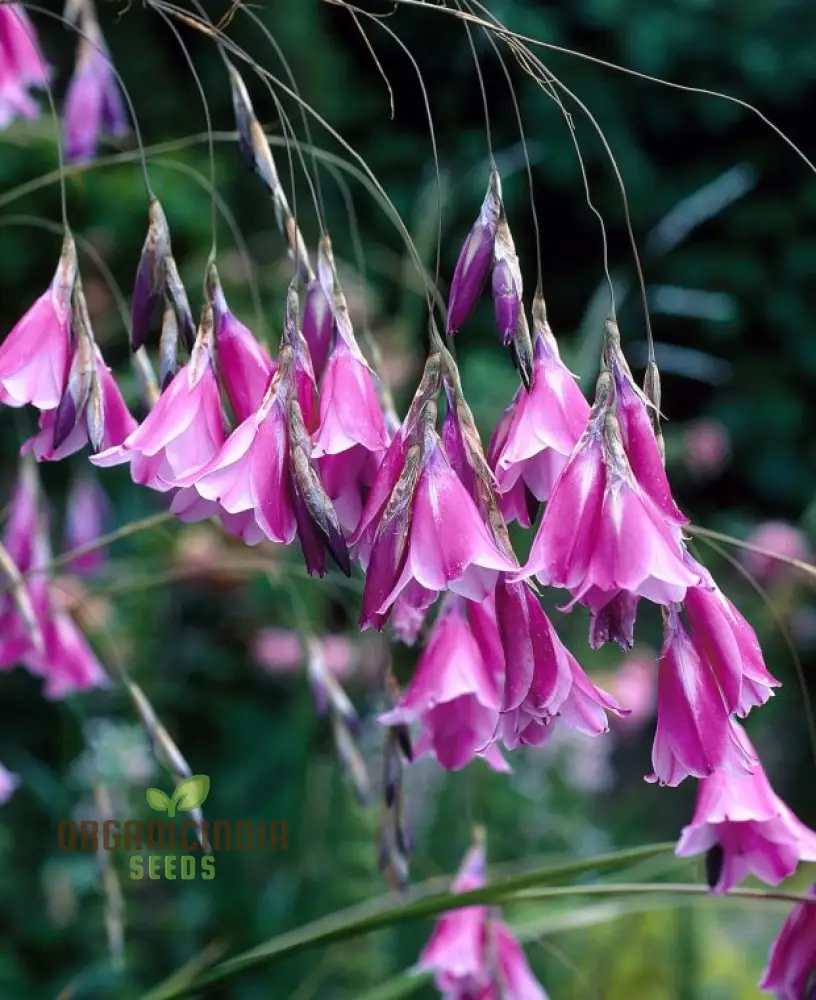 Dierama Fairy Wands Flower Seeds For Planting, Create a Magical Garden with These Graceful Blooms - Image 3