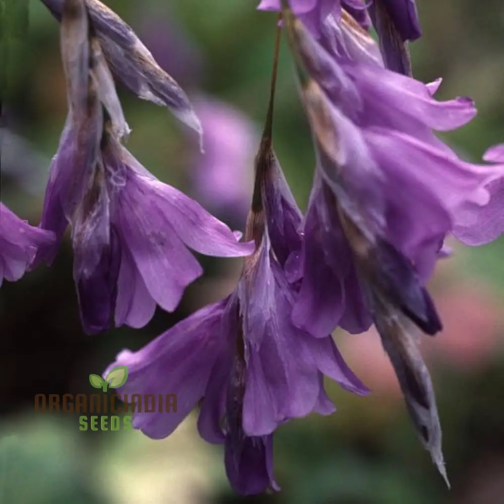 Dierama Nixonianum Flower Seeds For Planting, Delicate and Beautiful Blooms for Your Garden