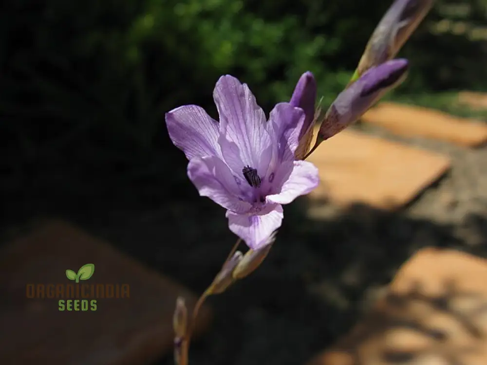 Dierama Nixonianum Flower Seeds For Planting, Delicate and Beautiful Blooms for Your Garden - Image 3