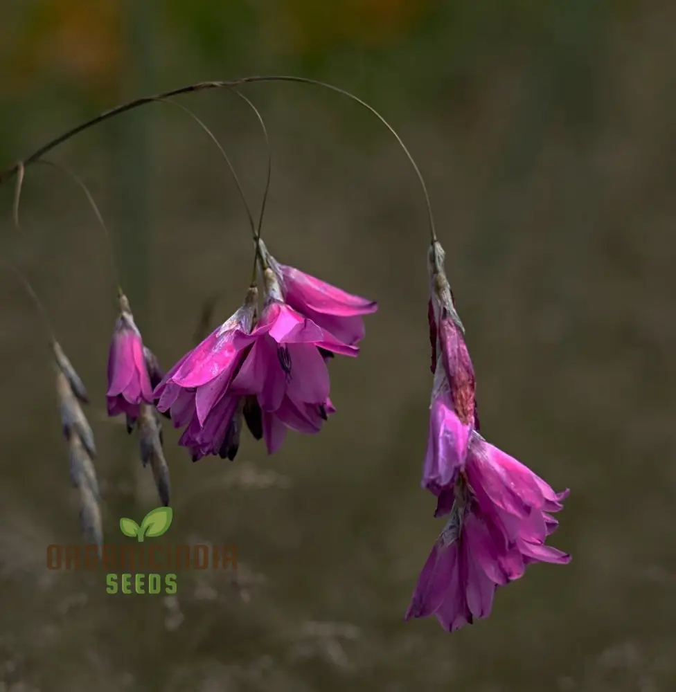 Dierama Nixonianum Flower Seeds For Planting, Delicate and Beautiful Blooms for Your Garden - Image 4