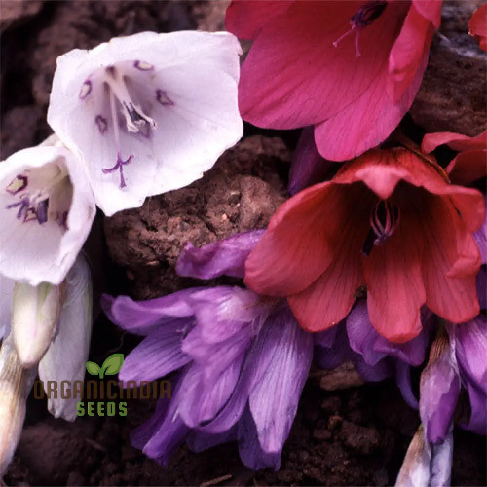 Dierama Plant World Jewels Flower Seeds, Exquisite Additions to Your Garden's Beauty - Image 3