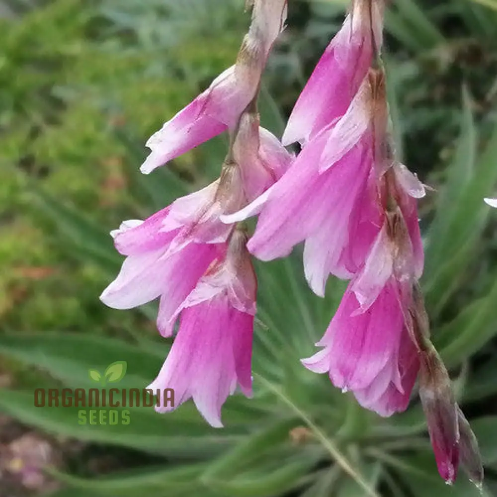 Dierama Plant World Jewels Flower Seeds, Exquisite Additions to Your Garden's Beauty - Image 4