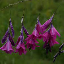 Dierama Pulcherrimum 'Strawberry Ice Cream' Seeds – Elegant Garden Blooms