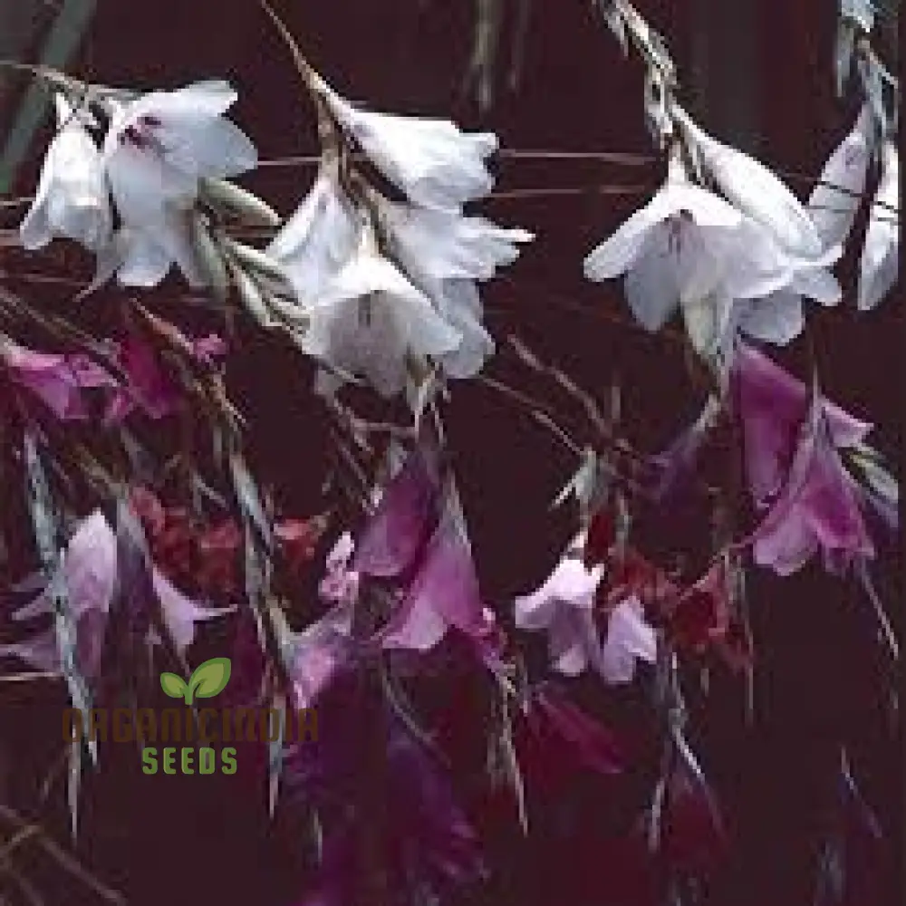 Dierama Pulcherrimum 'Strawberry Ice Cream' Seeds – Elegant Garden Blooms - Image 2