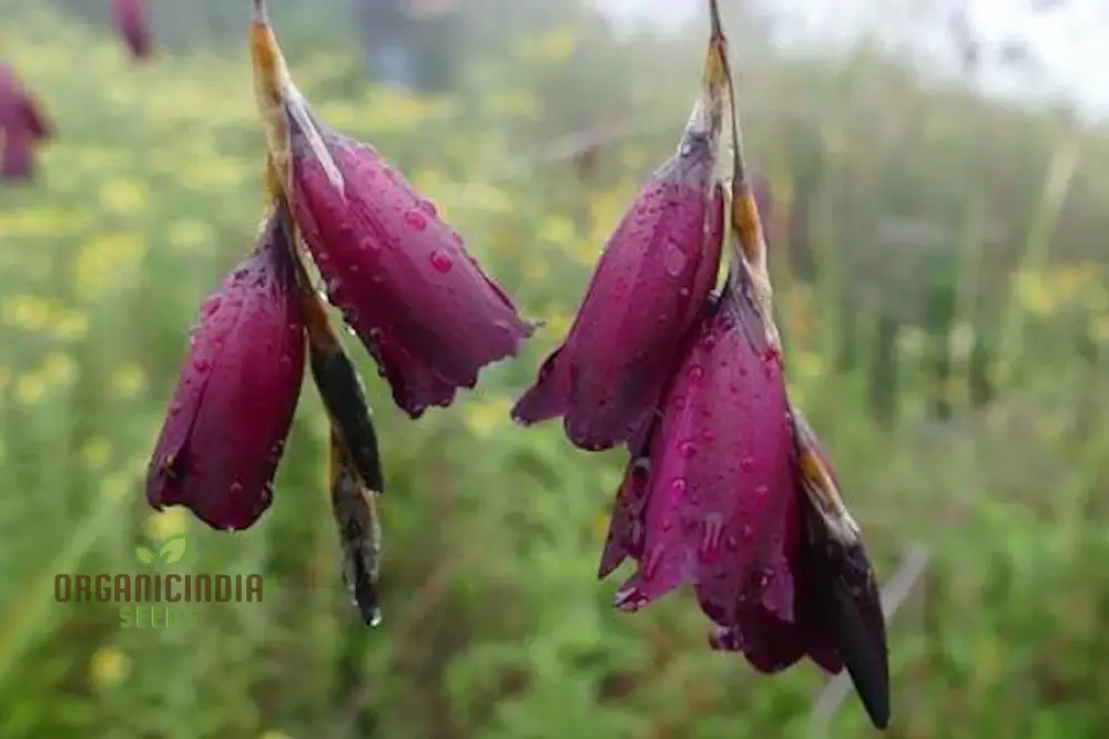 Dierama Pulcherrimum 'Strawberry Ice Cream' Seeds – Elegant Garden Blooms - Image 4