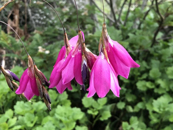 Dierama Pulcherrimum 'Strawberry Ice Cream' Seeds – Elegant Garden Blooms - Image 5