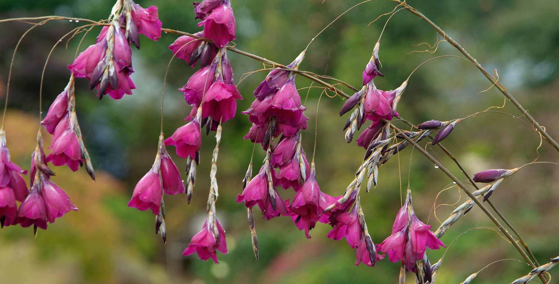 Dierama Pulcherrimum 'Strawberry Ice Cream' Seeds – Elegant Garden Blooms - Image 6