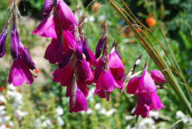 Dierama Pulcherrimum 'Strawberry Ice Cream' Seeds – Elegant Garden Blooms - Image 7