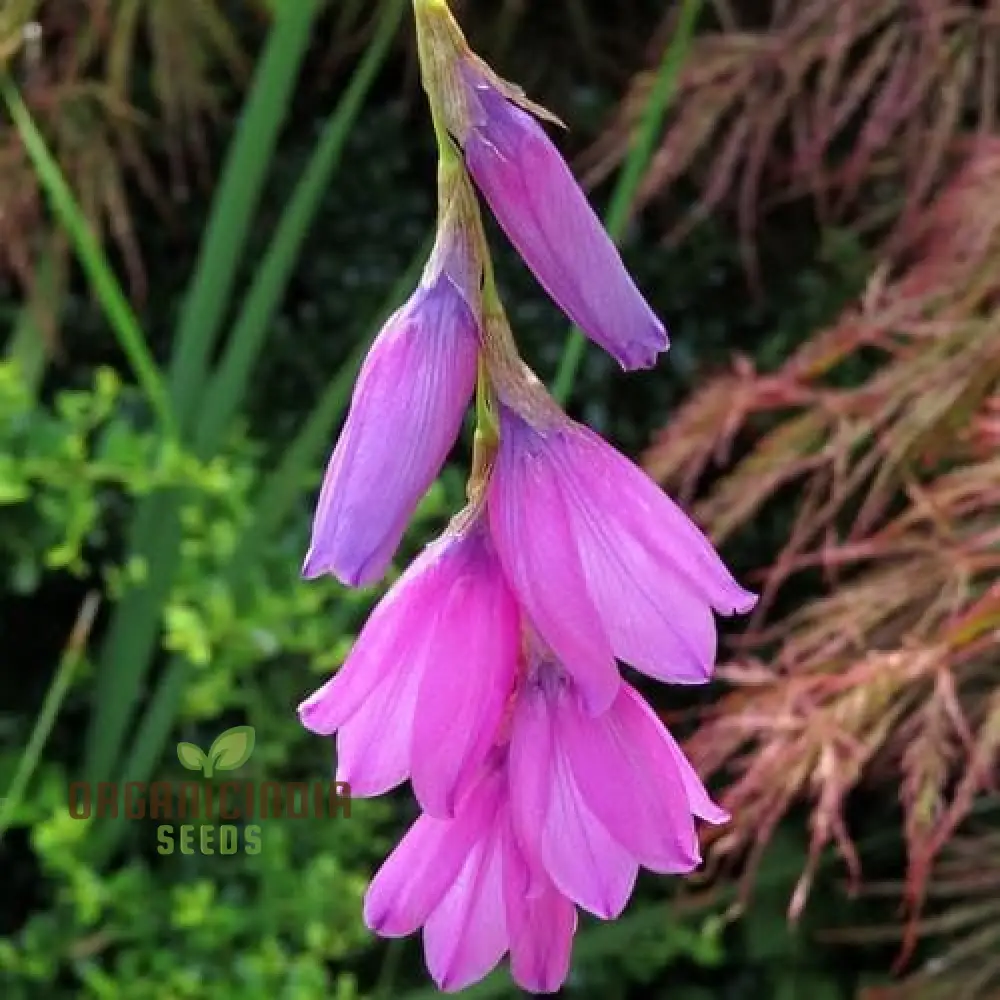 Dierama Seeds (Dierama āRipe Cherriesā Seeds) - Vibrant Colorful Blooms for Gardens