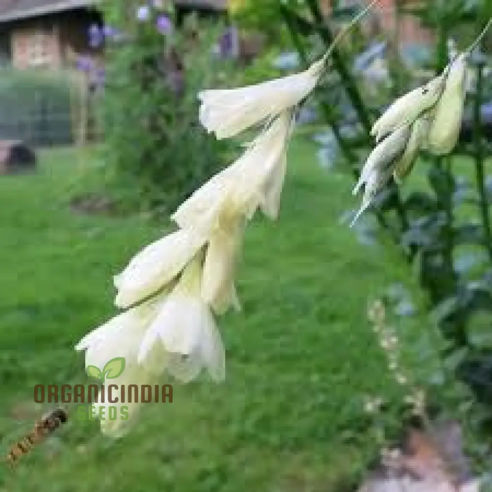 Dierama Sertum Flower Seeds For Planting, Enhance Your Garden with Graceful and Colorful Blooms