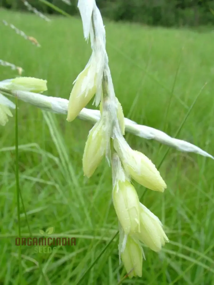 Dierama Sertum Flower Seeds For Planting, Enhance Your Garden with Graceful and Colorful Blooms - Image 3