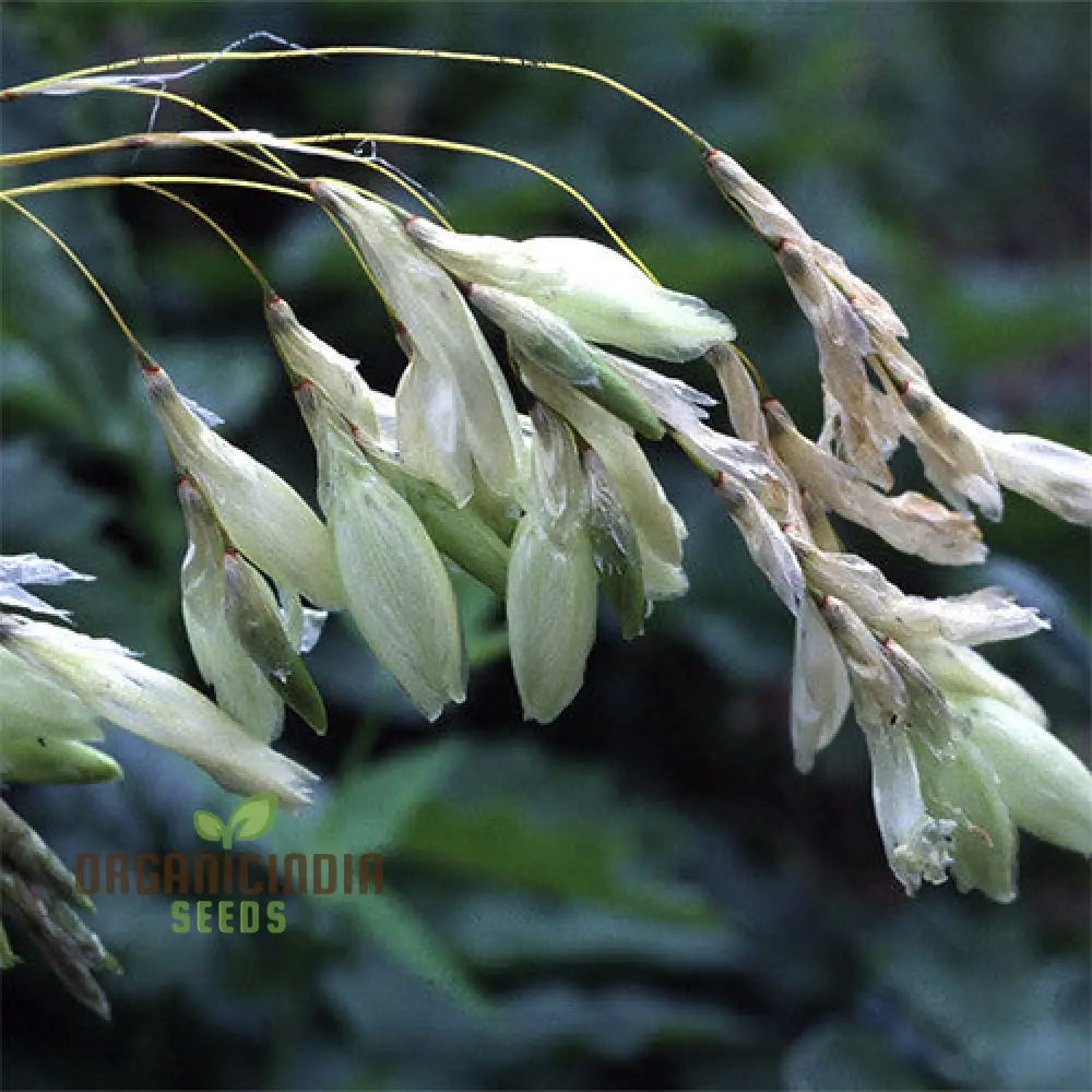 Dierama Sertum Flower Seeds For Planting, Enhance Your Garden with Graceful and Colorful Blooms - Image 4