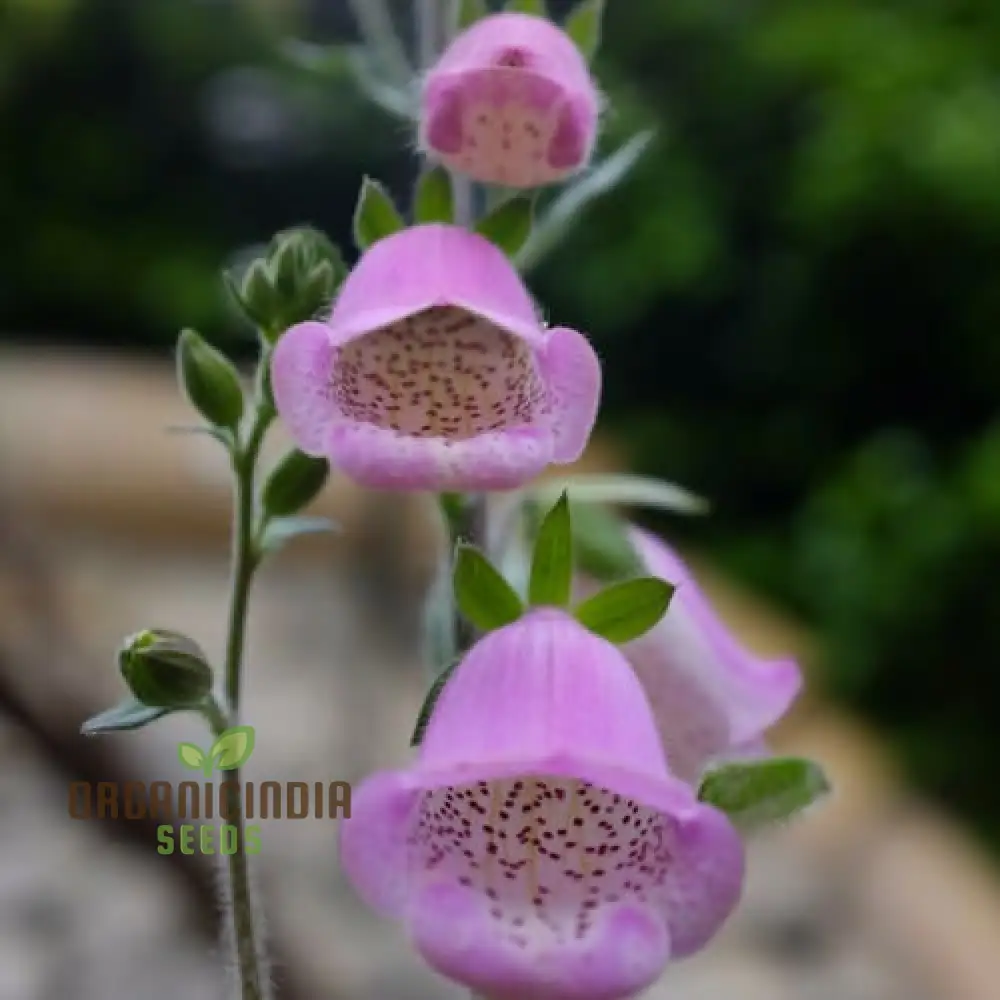 Digitalis Dubia Flower Seeds For Planting, Brighten Your Garden with Elegant Foxglove Blooms - Image 3
