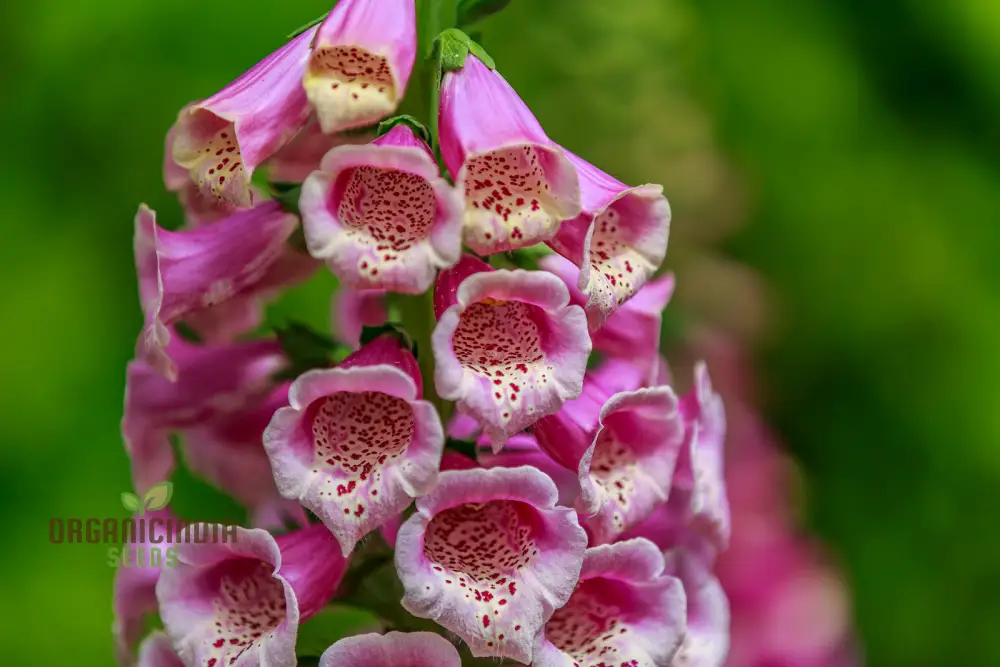 Digitalis Dubia Flower Seeds For Planting, Brighten Your Garden with Elegant Foxglove Blooms - Image 4