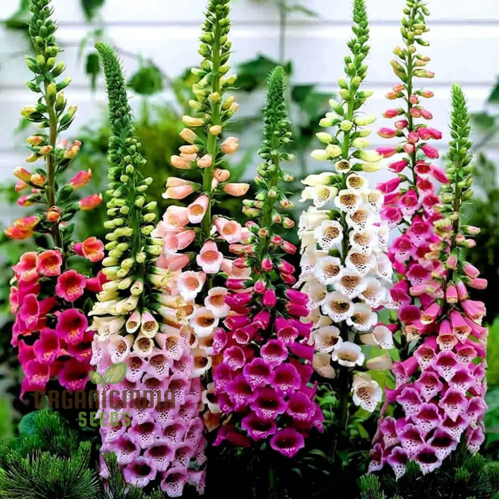 Digitalis Foxglove 'Foxy' Mixed Colors Flower Seeds, Beautiful, Hardy Garden Easy-to-Grow Blooms
