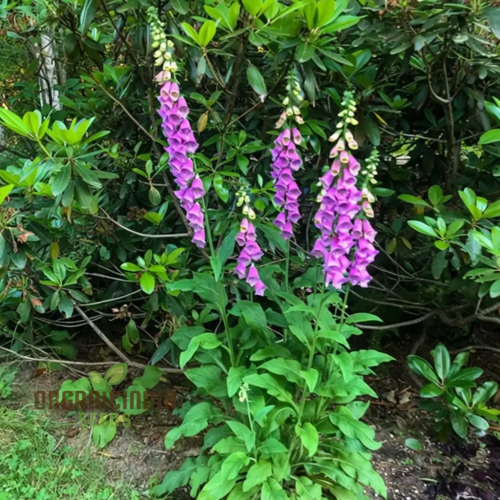 Digitalis Foxglove 'Foxy' Mixed Colors Flower Seeds, Beautiful, Hardy Garden Easy-to-Grow Blooms - Image 3