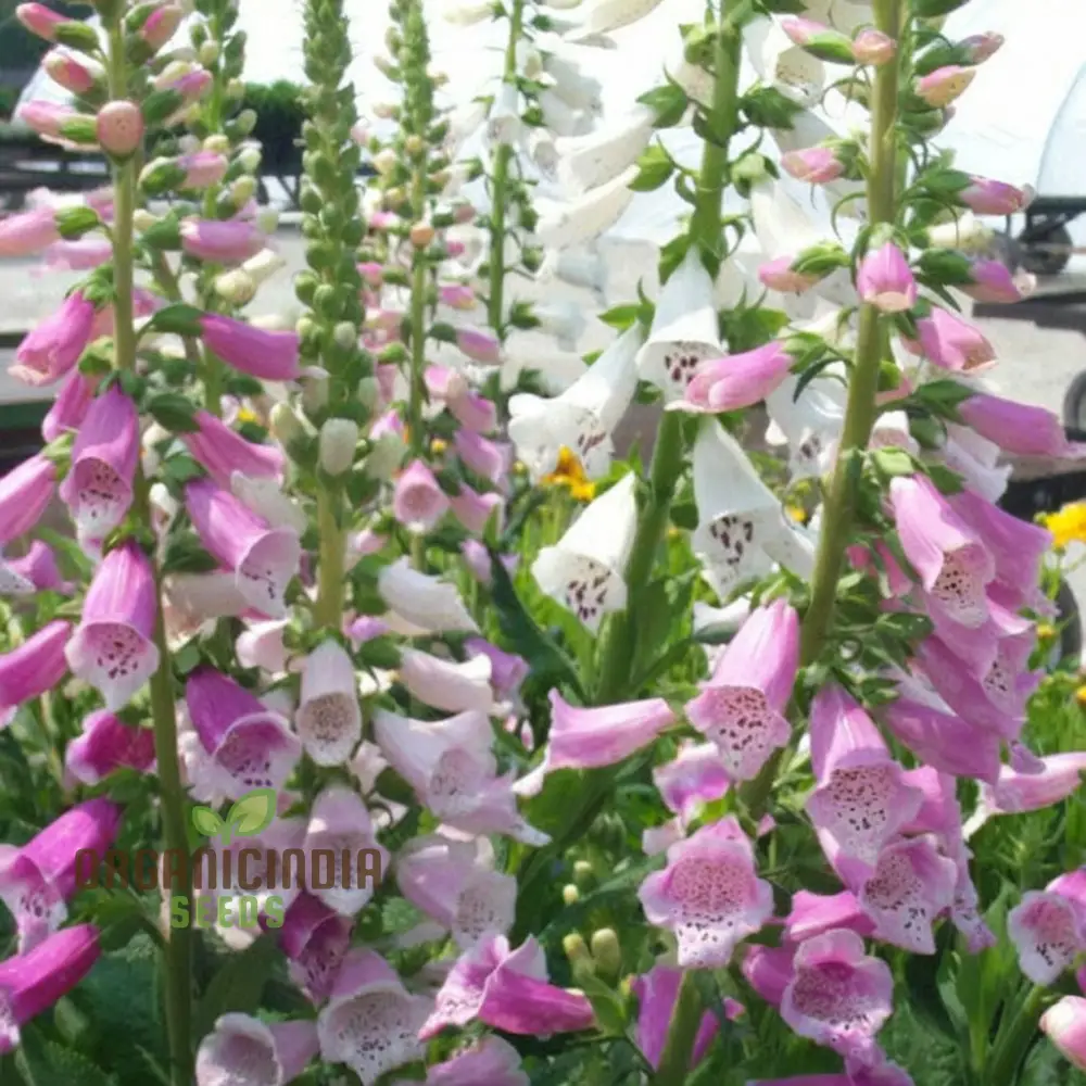 Digitalis Foxglove 'Foxy' Mixed Colors Flower Seeds, Beautiful, Hardy Garden Easy-to-Grow Blooms - Image 4