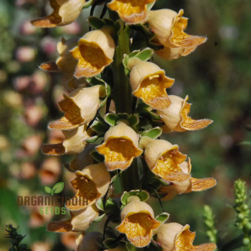 Digitalis Laevigata Flower Seeds For Planting, Add Graceful Foxglove Blooms to Your Garden