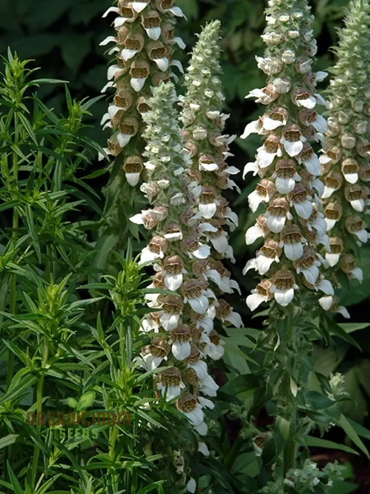 Digitalis Lanata Flower Seeds For Planting, Elegant Foxglove Blooms for a Stunning Garden