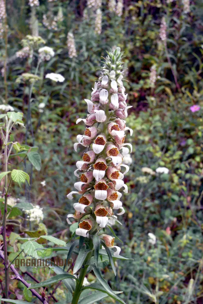 Digitalis Lanata Flower Seeds For Planting, Elegant Foxglove Blooms for a Stunning Garden - Image 3