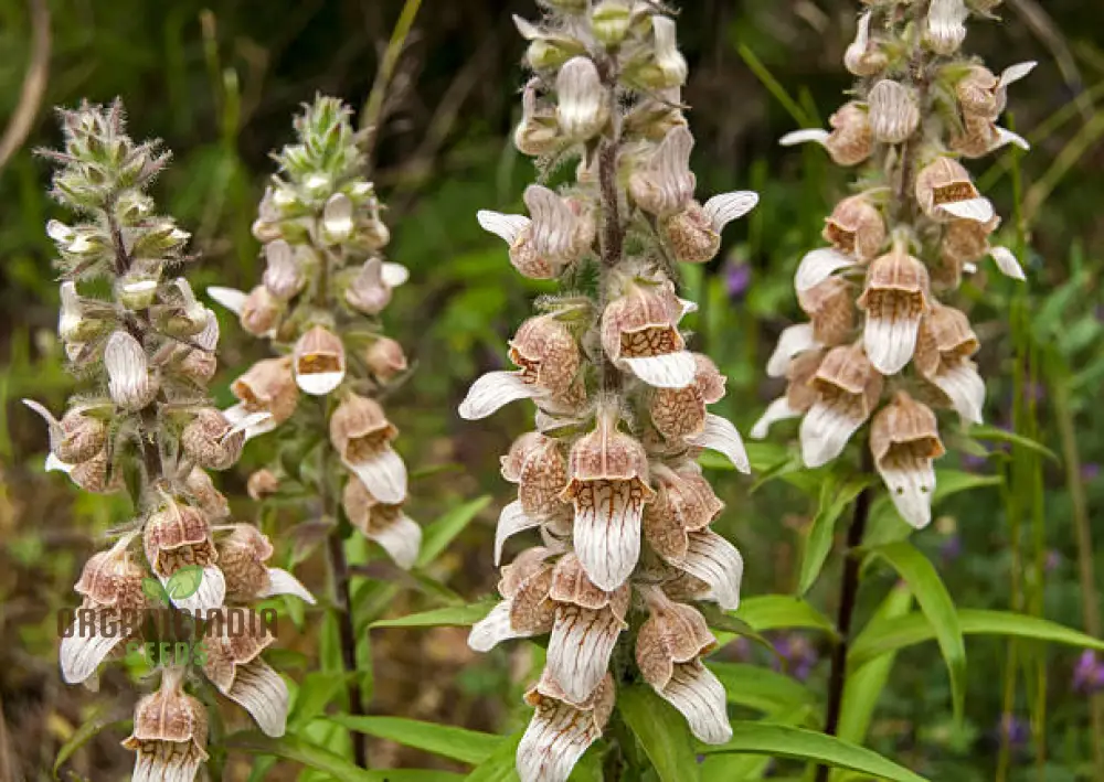 Digitalis Lanata Flower Seeds For Planting, Elegant Foxglove Blooms for a Stunning Garden - Image 4