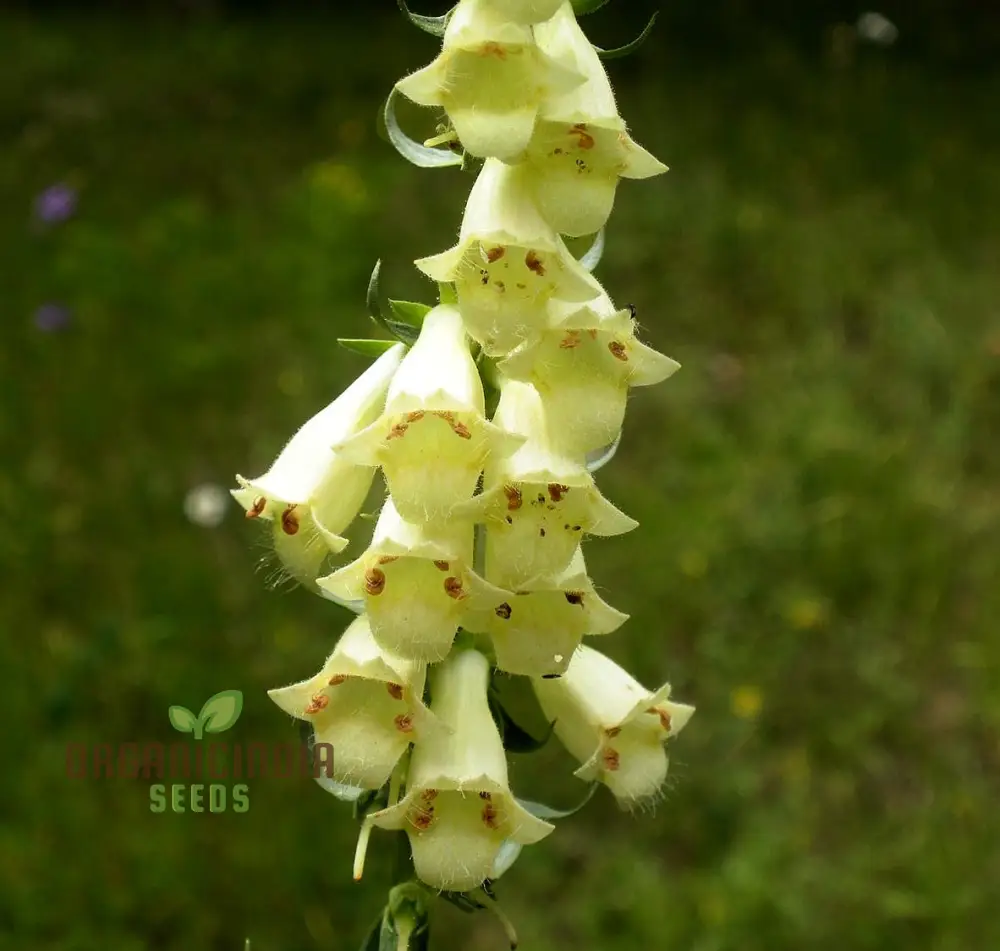 Digitalis Lutea Flower Seeds For Planting, Elegant Foxglove Blooms to Enhance Your Garden