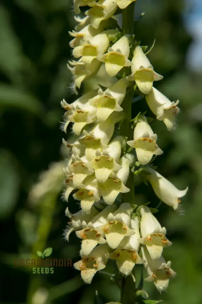 Digitalis Lutea Flower Seeds For Planting, Elegant Foxglove Blooms to Enhance Your Garden - Image 3