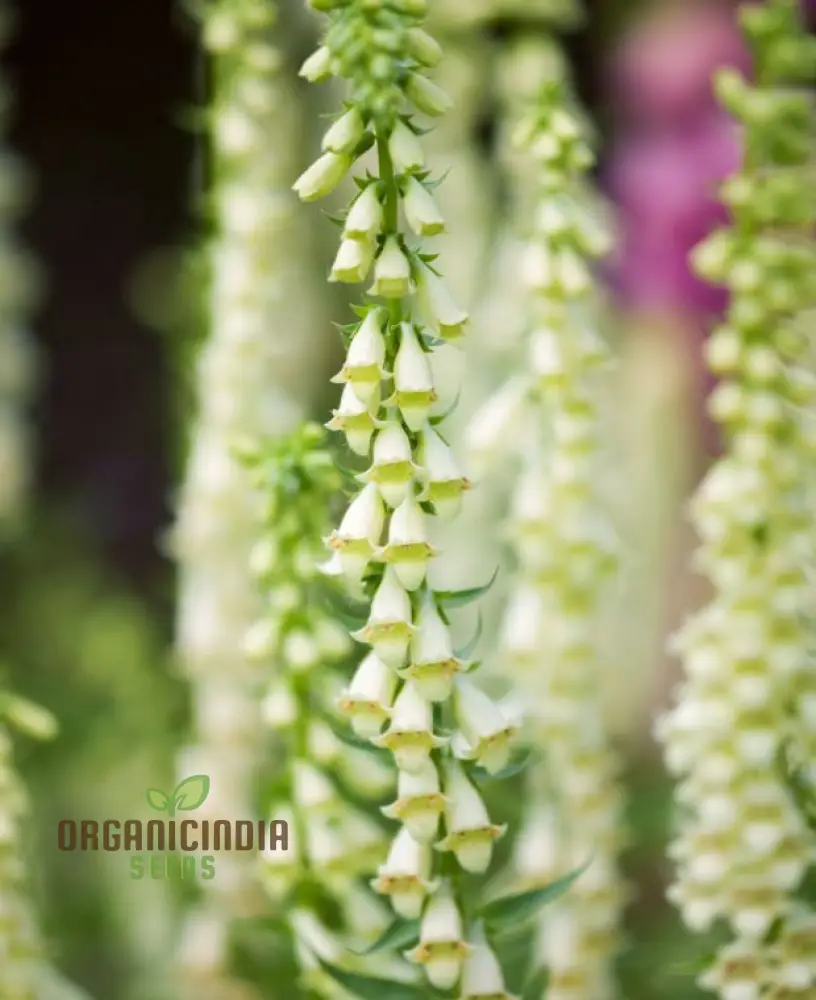 Digitalis Lutea Flower Seeds For Planting, Elegant Foxglove Blooms to Enhance Your Garden - Image 4