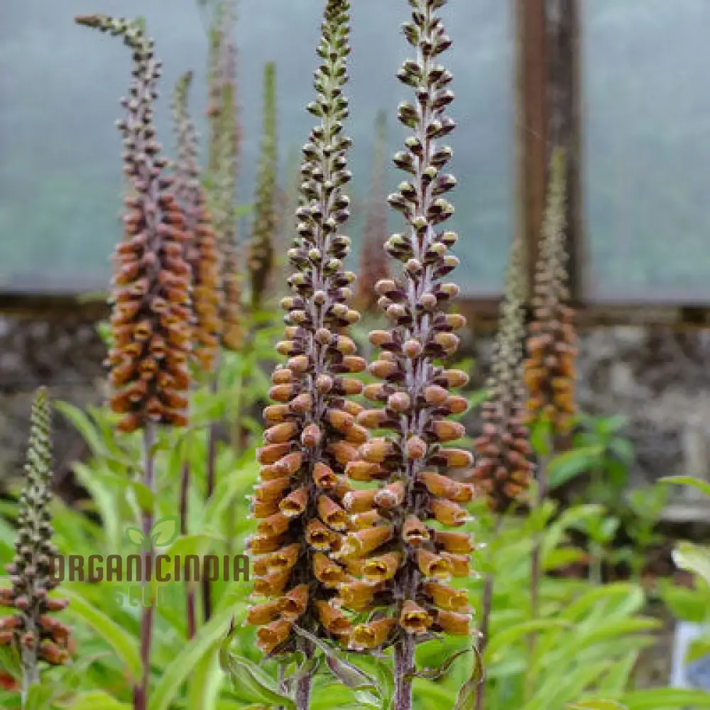 Digitalis Parviflora Flower Seeds For Planting, Graceful Foxglove Blooms for Your Garden - Image 3