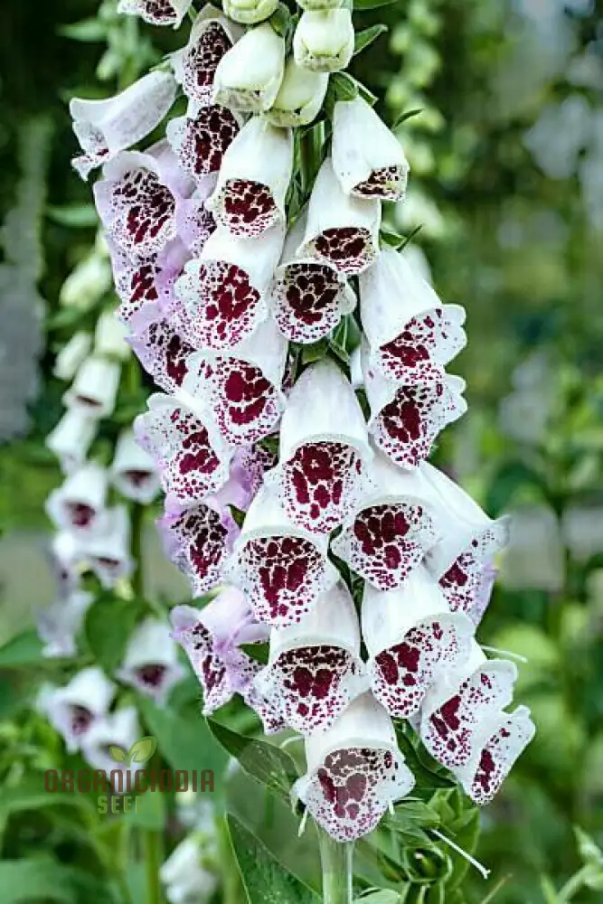 Digitalis Purpurea 'Elsey Kelsey' Flower For Planting, Growing Enchanting Elegance