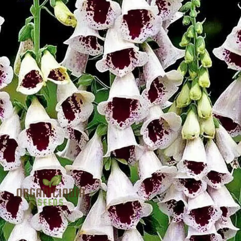 Digitalis Purpurea 'Elsey Kelsey' Flower For Planting, Growing Enchanting Elegance - Image 3