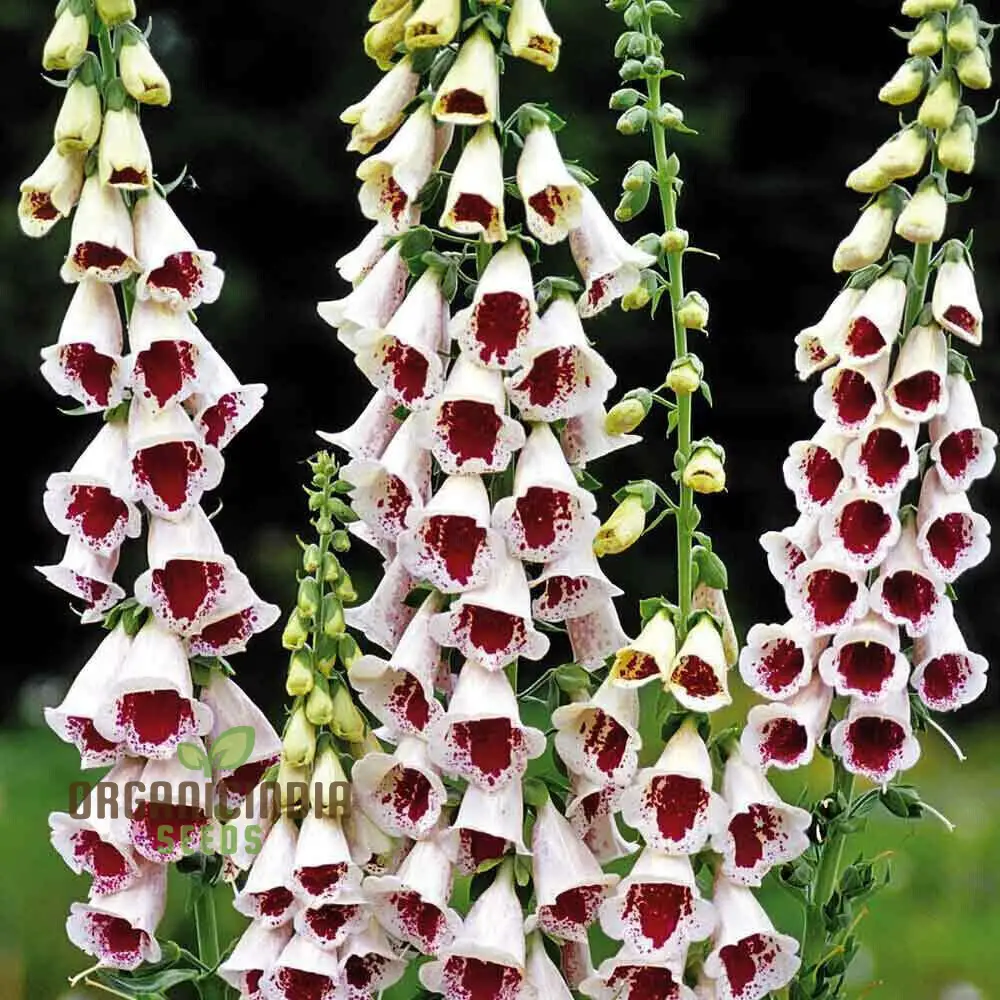 Digitalis Purpurea 'Elsey Kelsey' Flower For Planting, Growing Enchanting Elegance - Image 4