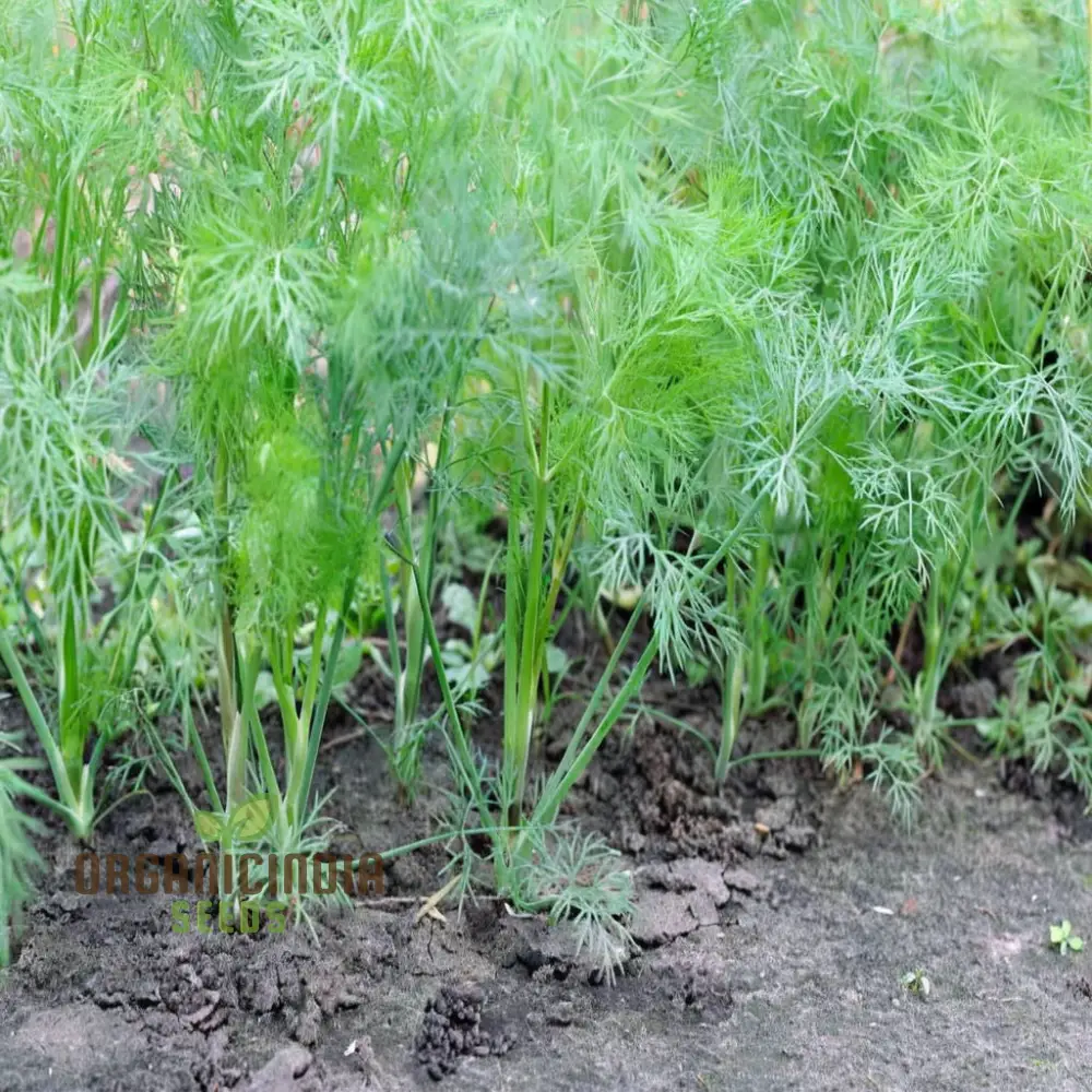 Dill Soya Seeds for Planting – Aromatic Herb for Cooking & Home Gardening