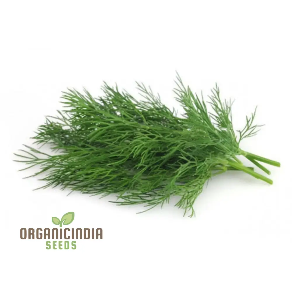 Dill Soya Seeds for Planting – Aromatic Herb for Cooking & Home Gardening - Image 3