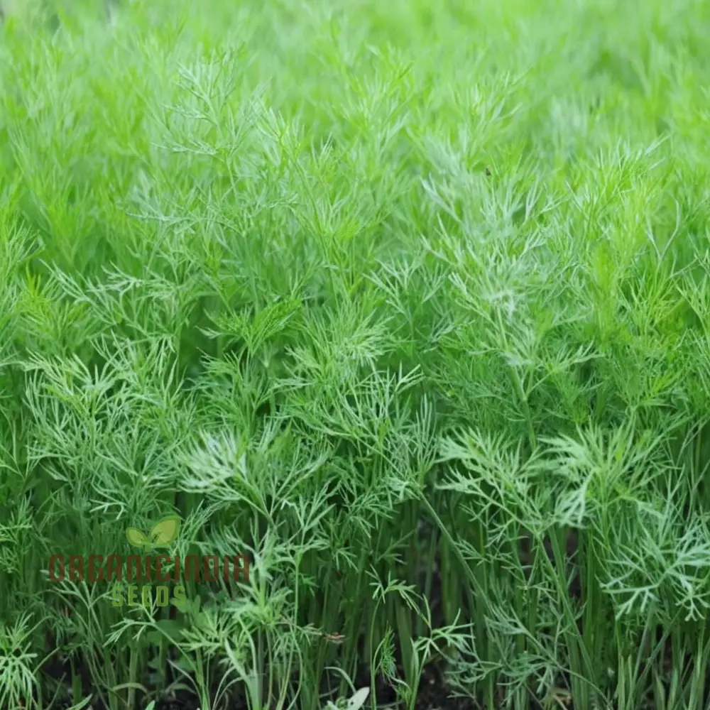 Dill Soya Seeds for Planting – Aromatic Herb for Cooking & Home Gardening - Image 4