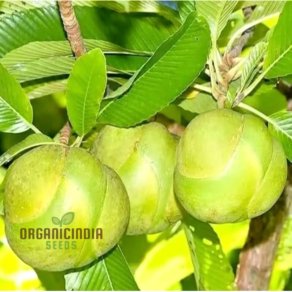 Dillenia indica Fruit Seeds for Planting, Cultivating Unique and Exotic Fruits in Your Garden