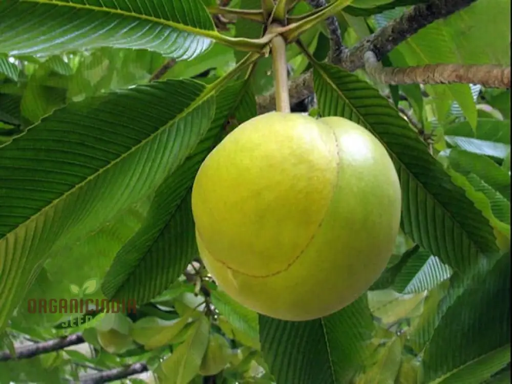 Dillenia indica Fruit Seeds for Planting, Cultivating Unique and Exotic Fruits in Your Garden - Image 3